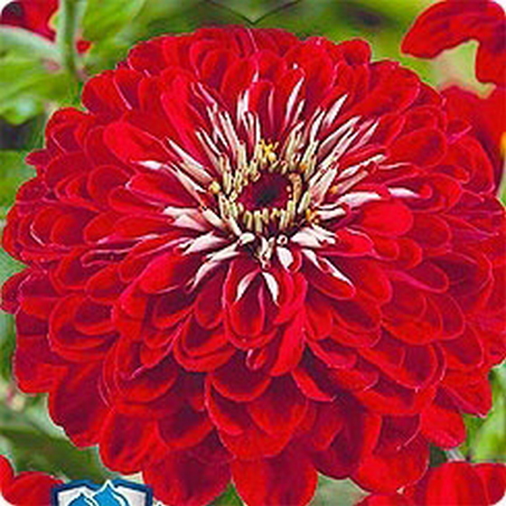articul-A156064